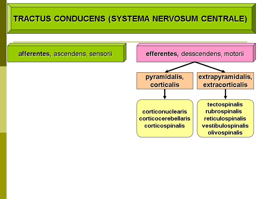 TRACTUS CONDUCENS (SYSTEMA NERVOSUM CENTRALE) afferentes, ascendens, sensorii efferentes, desscendens, motorii extrapyramidalis, extracorticalis pyramidalis,